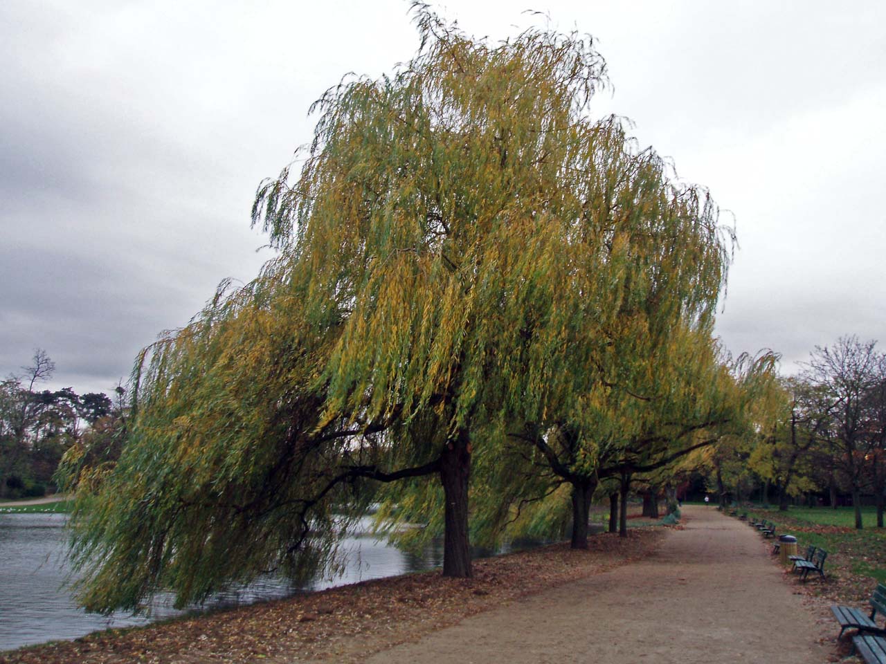 Saules pleureurs Daumesnil