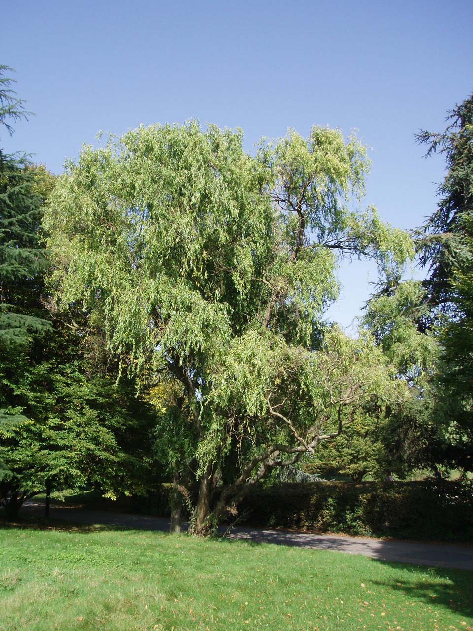 Saule tortueux Parc Floral