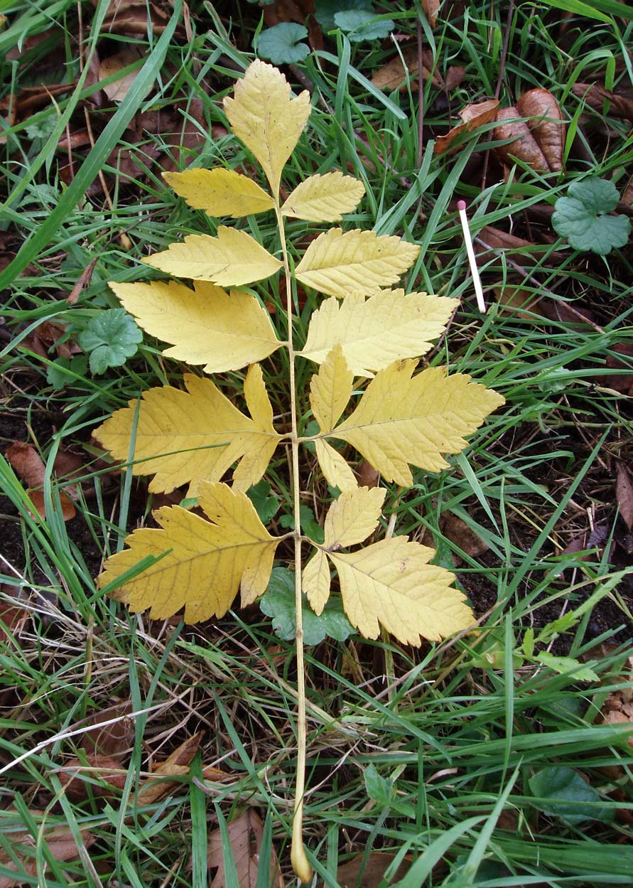 Savonnier (feuilles)