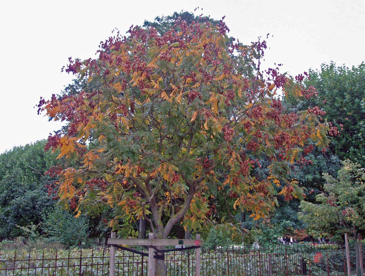 Savonnier Jardin des Plantes