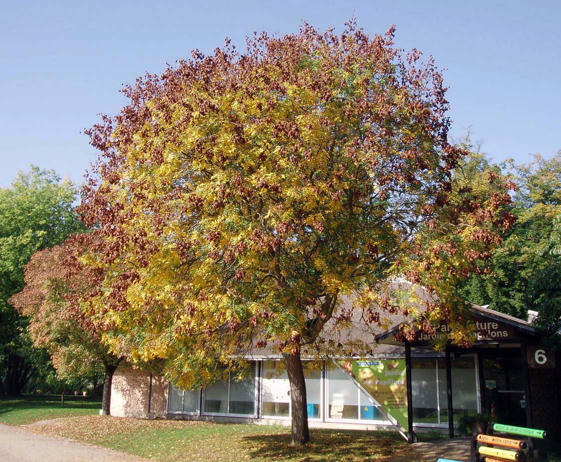 Savonnier Parc Floral