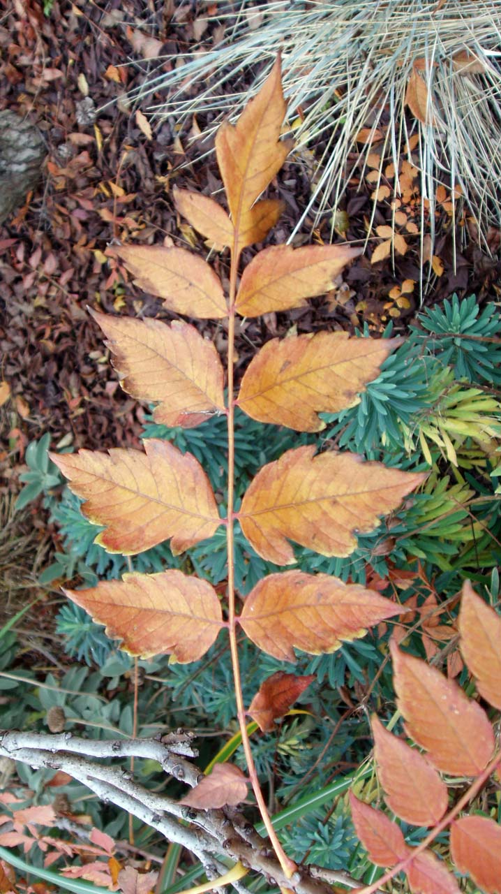 Savonnier (feuilles)