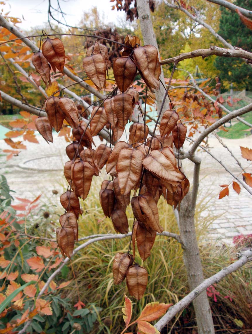 Savonnier (fruits)