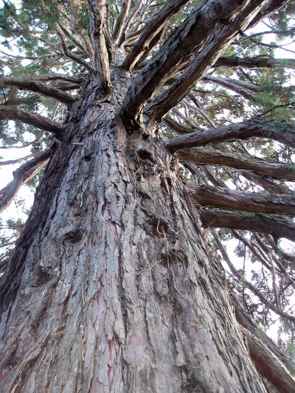 Sequoia Bagatelle