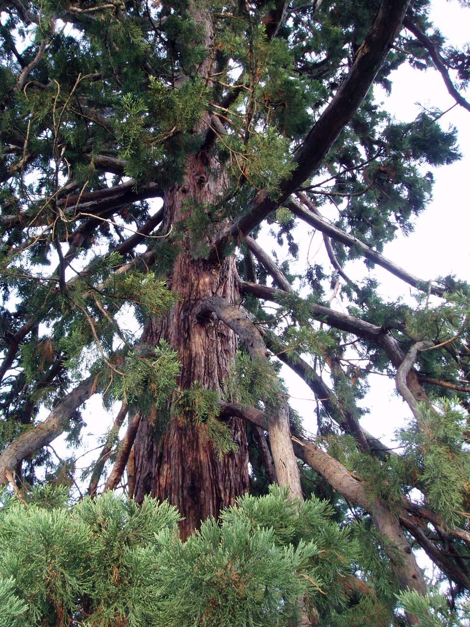 Sequoia Pré Catelan
