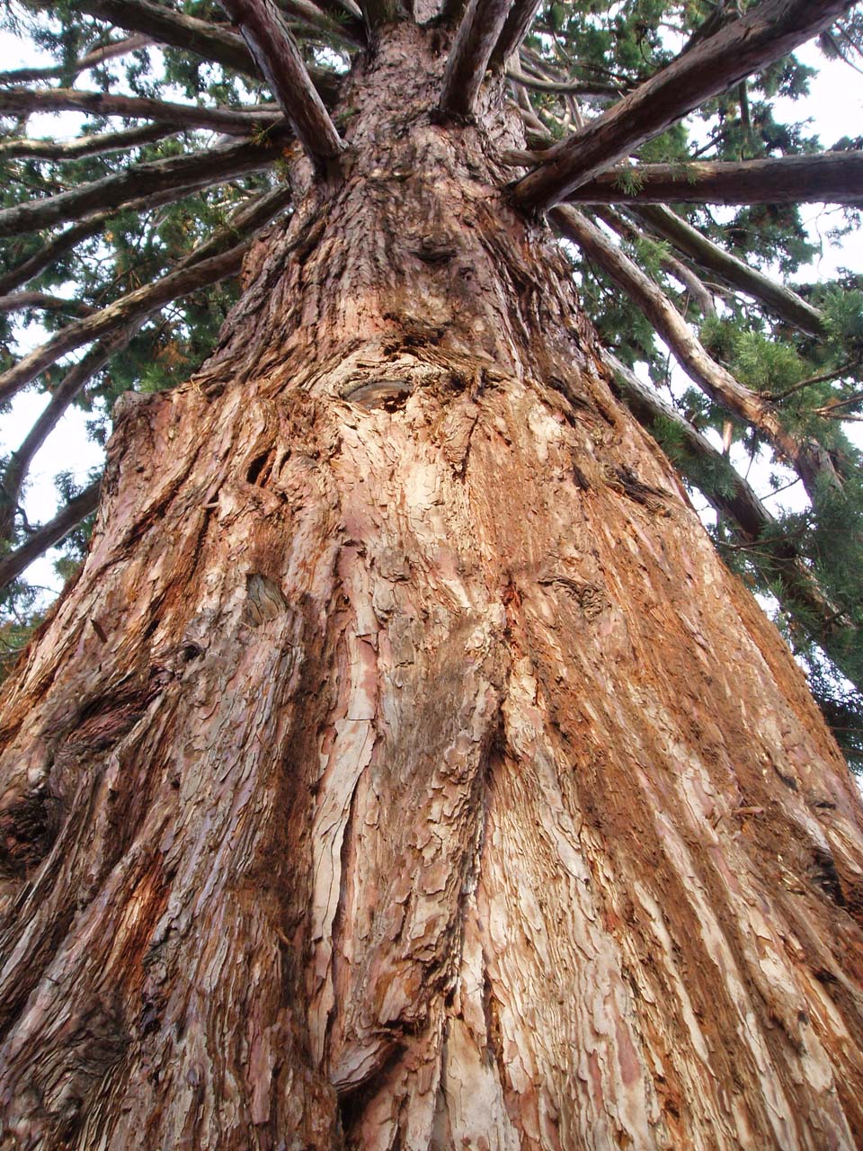 Sequoia Pré Catelan