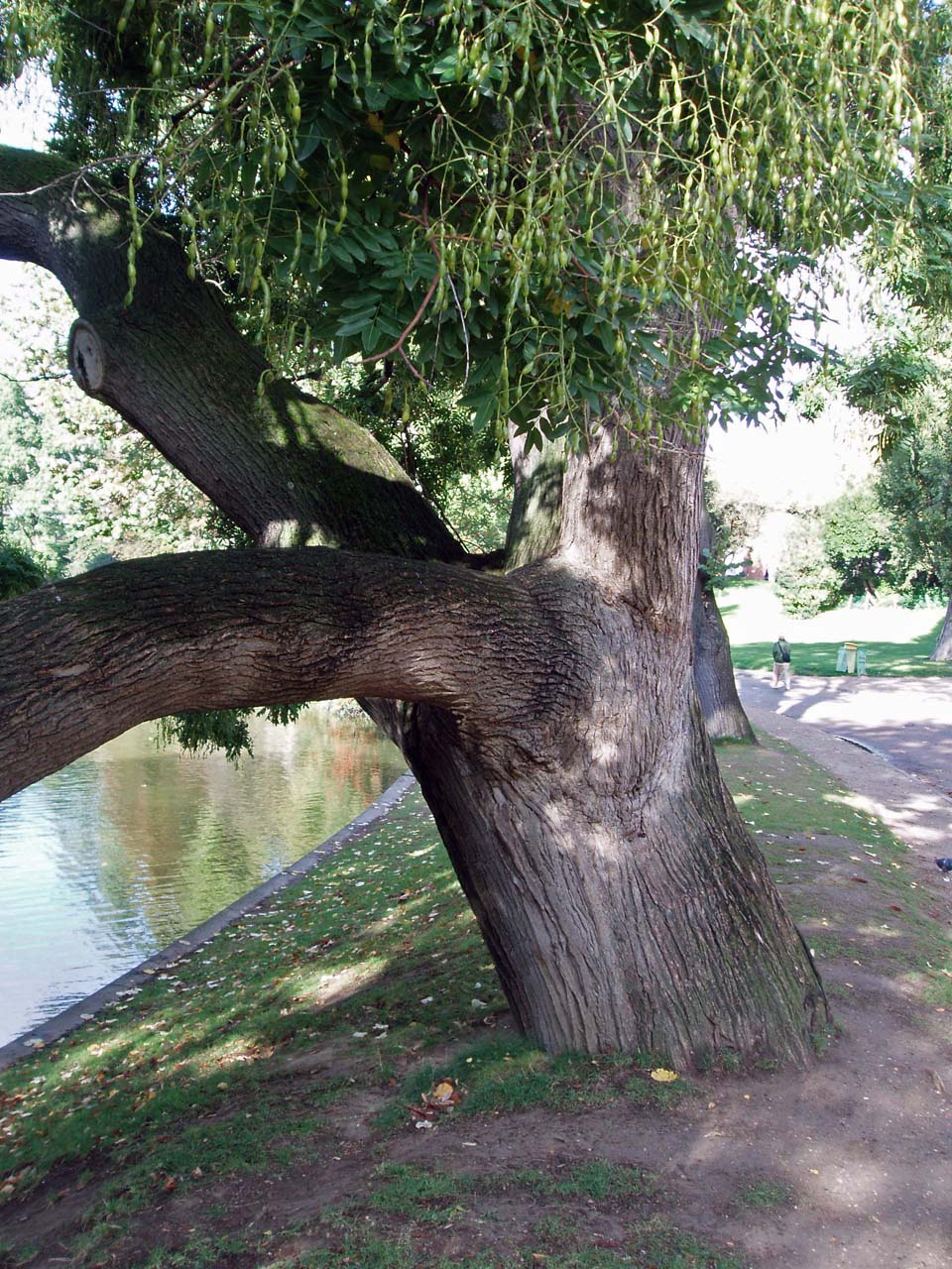 Sophora du japon