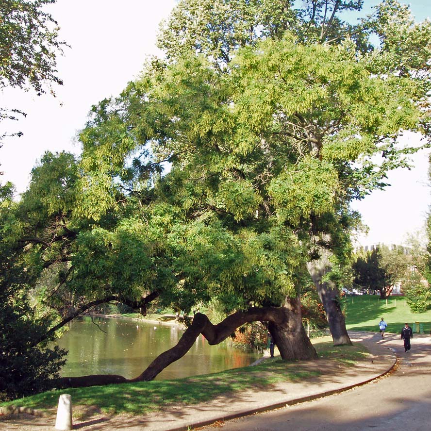 Sophora du Japon Buttes Chaumont