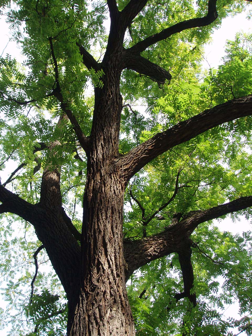 Sophora du Japon (tronc)