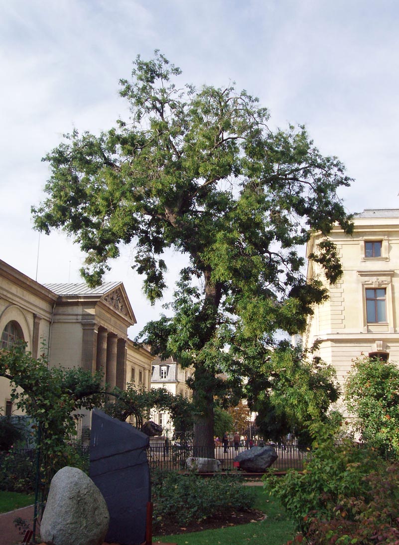 Sophora du Japon Jardin des Plantes