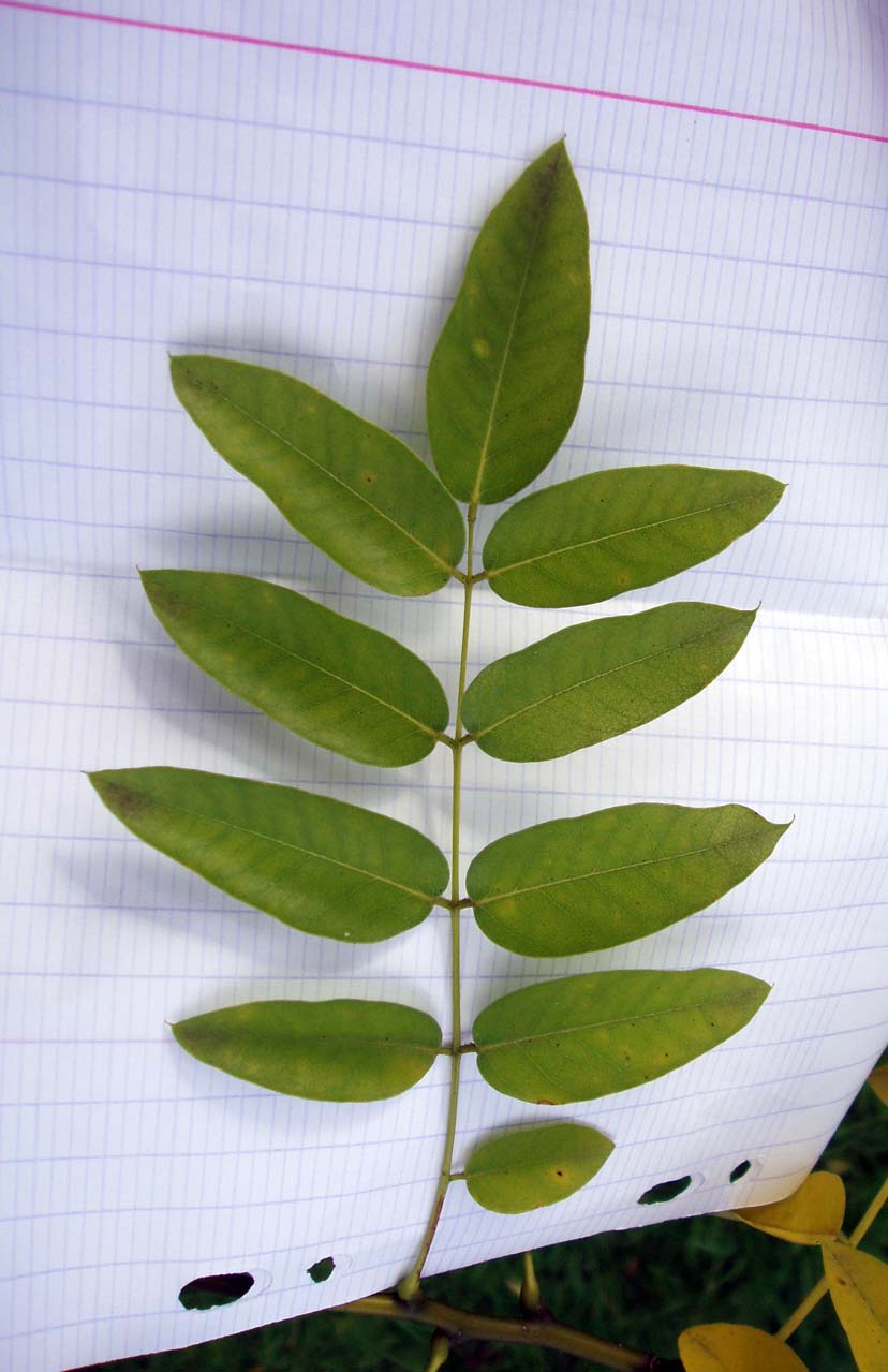 Sophora du Japon (feuilles)