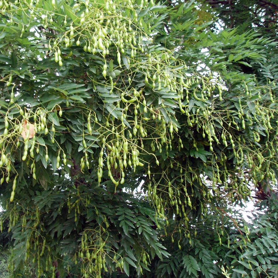 Sophora du Japon (feuilles)