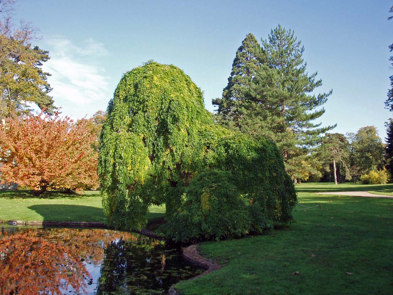 Sophora du Japon pleureur Bagatelle