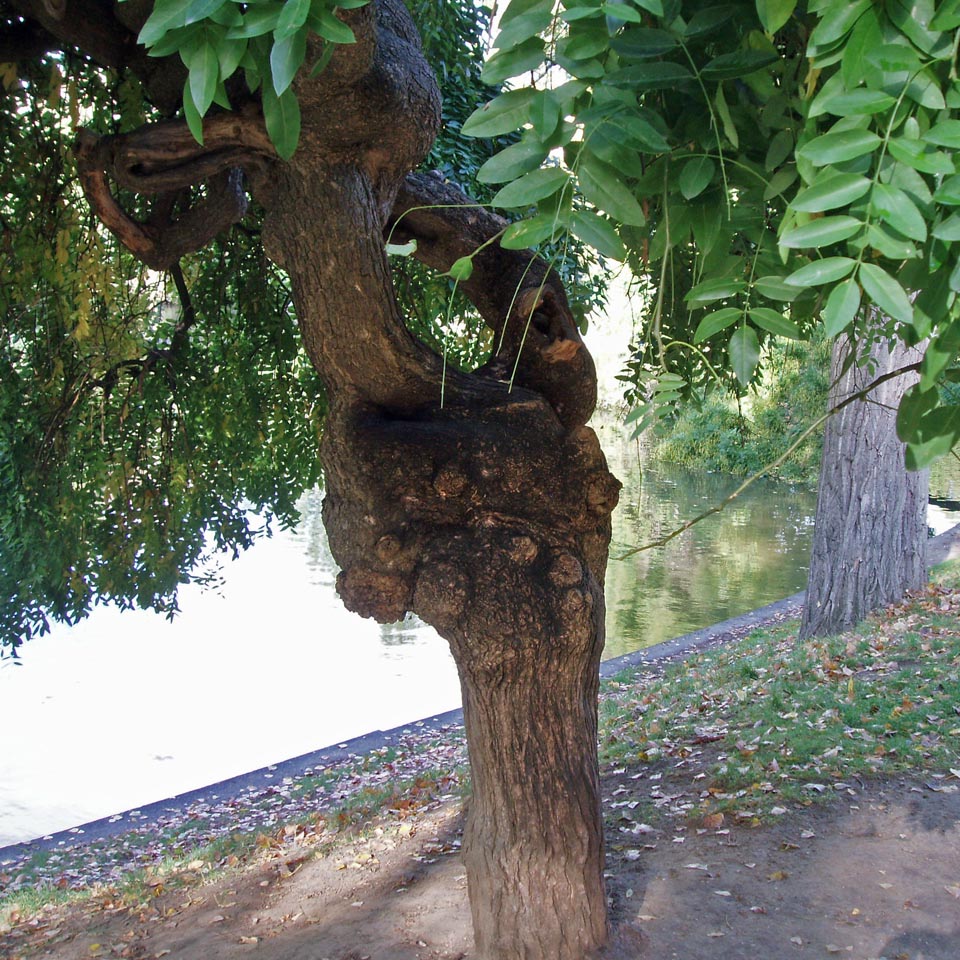 Sophora pleureur (tronc)