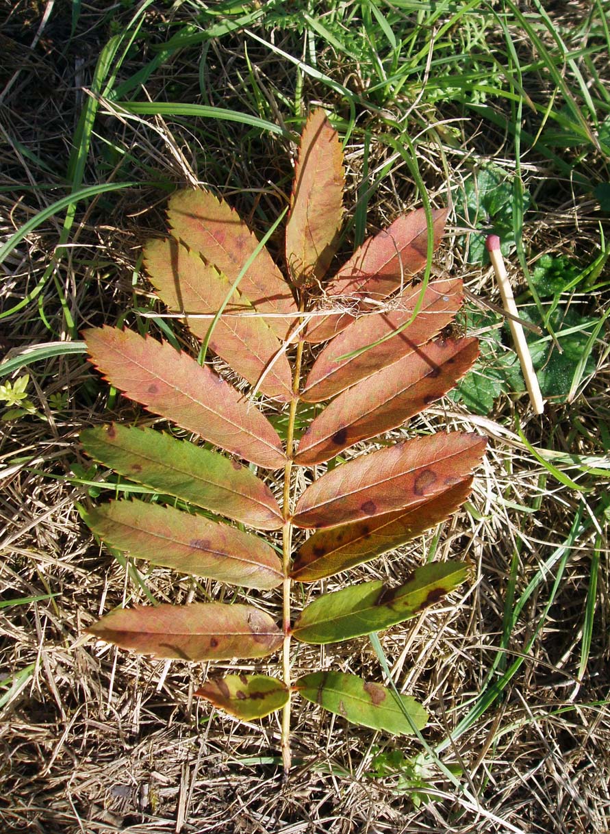 Cormier (feuilles)