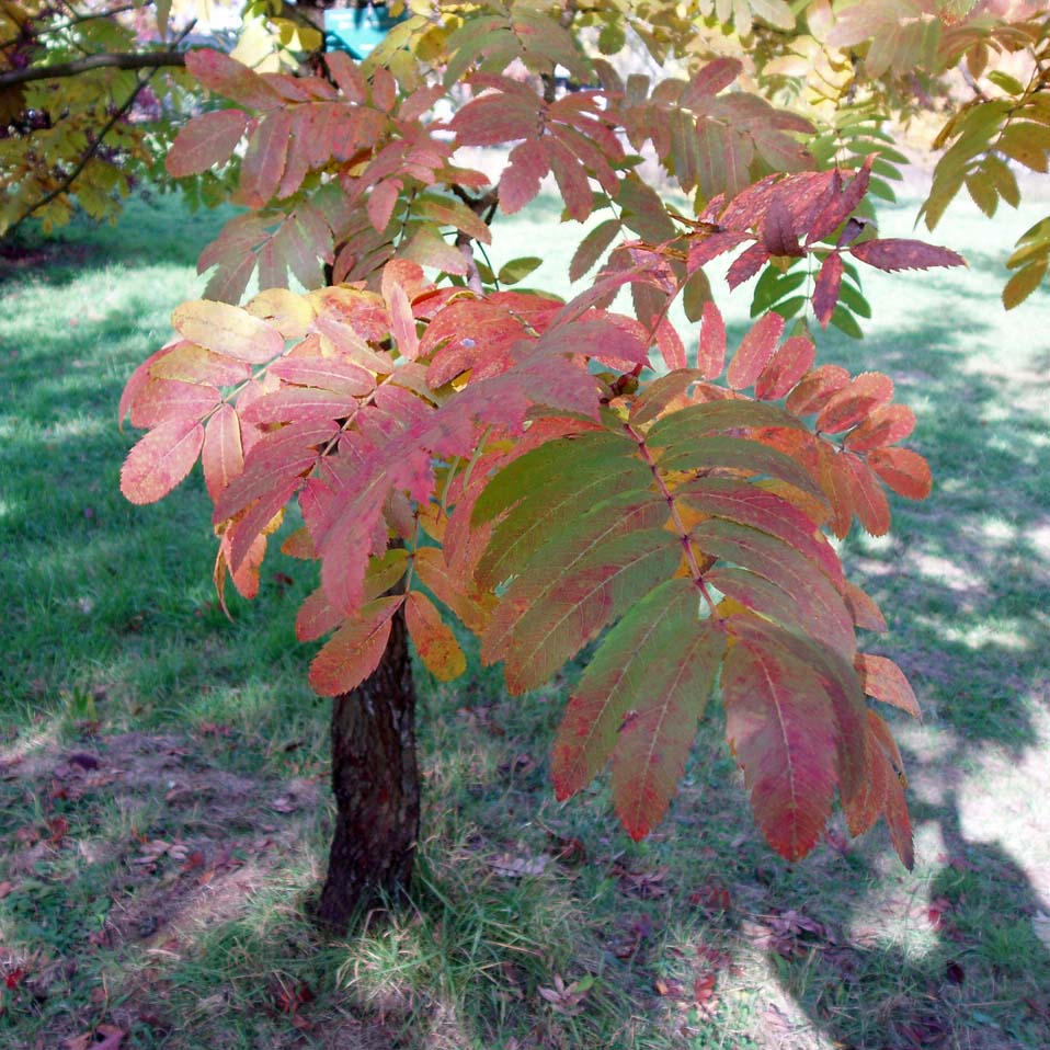 Cormier (feuilles)