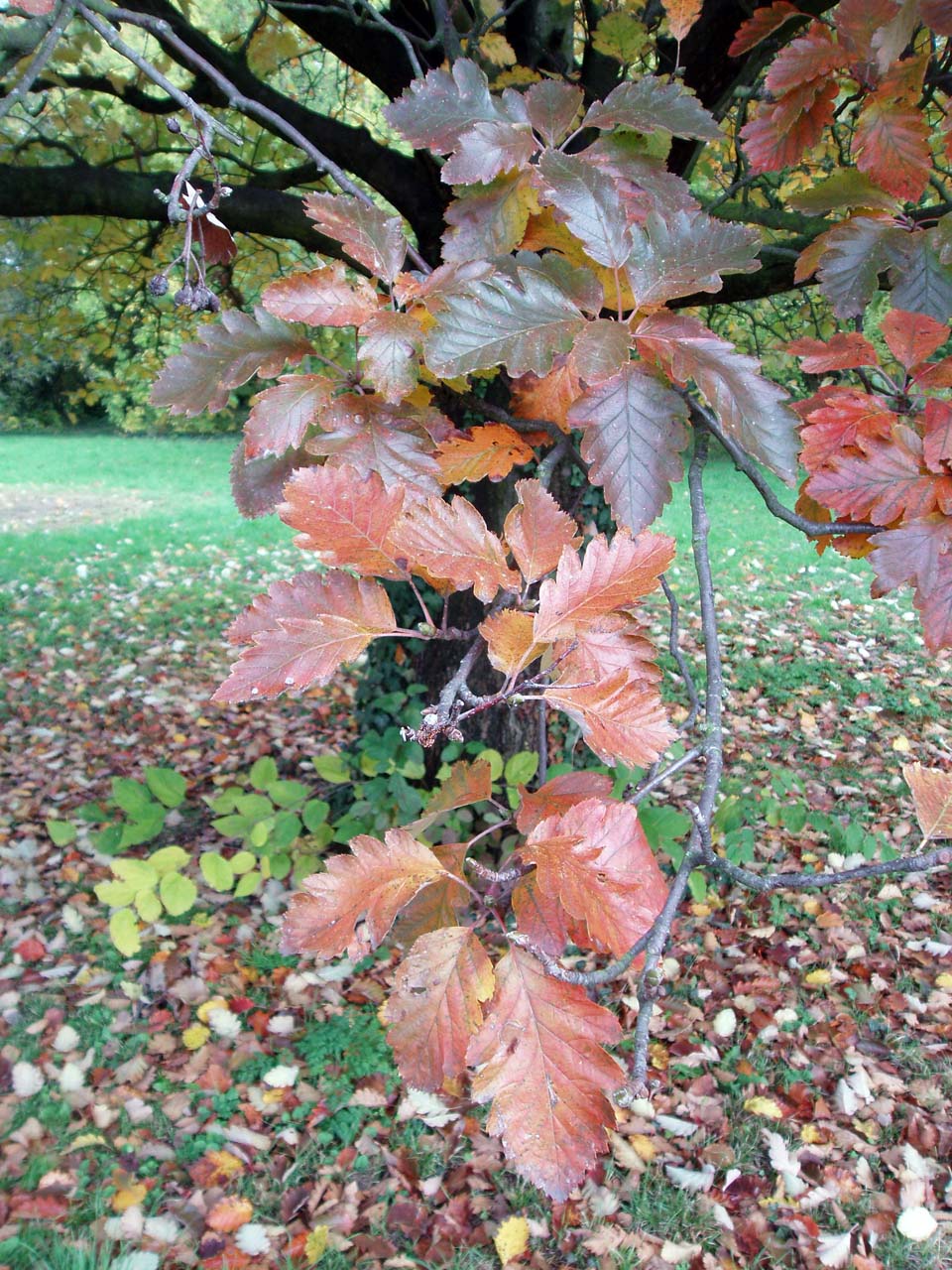 Sorbier hybride (feuilles)