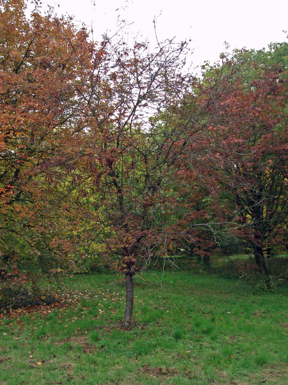 Sorbier des oiseaux