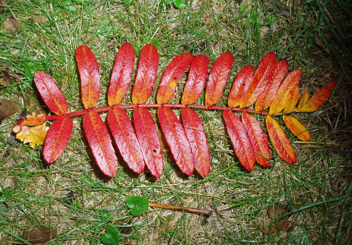 Sorbier scalaris (feuilles)