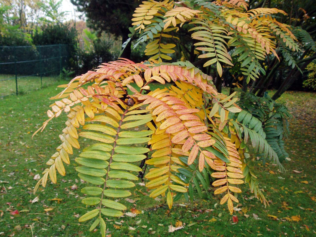Sorbier scalaris (feuilles)