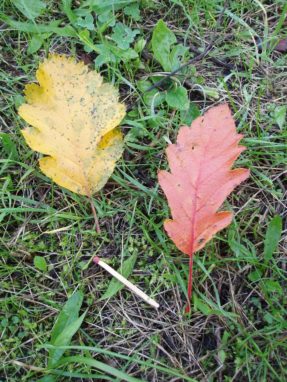 Sorbier hybride (feuilles)