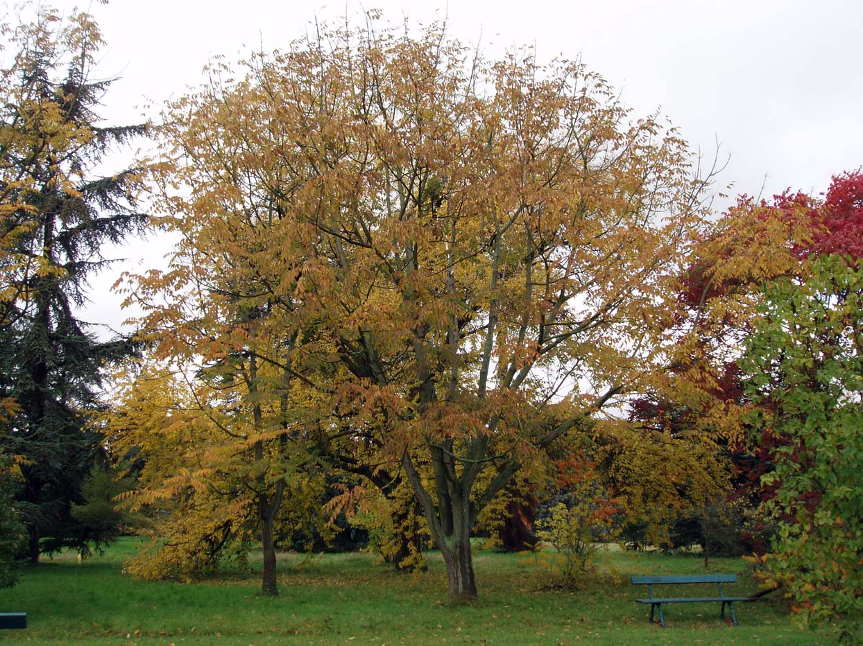 Vernis du Japon (Sumac à laque) - Arboretum - Paris