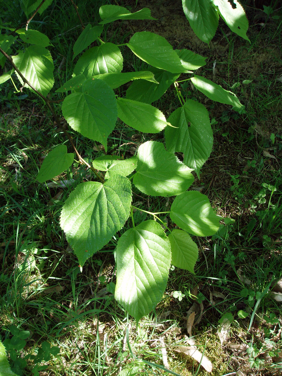Tilleul (feuilles)