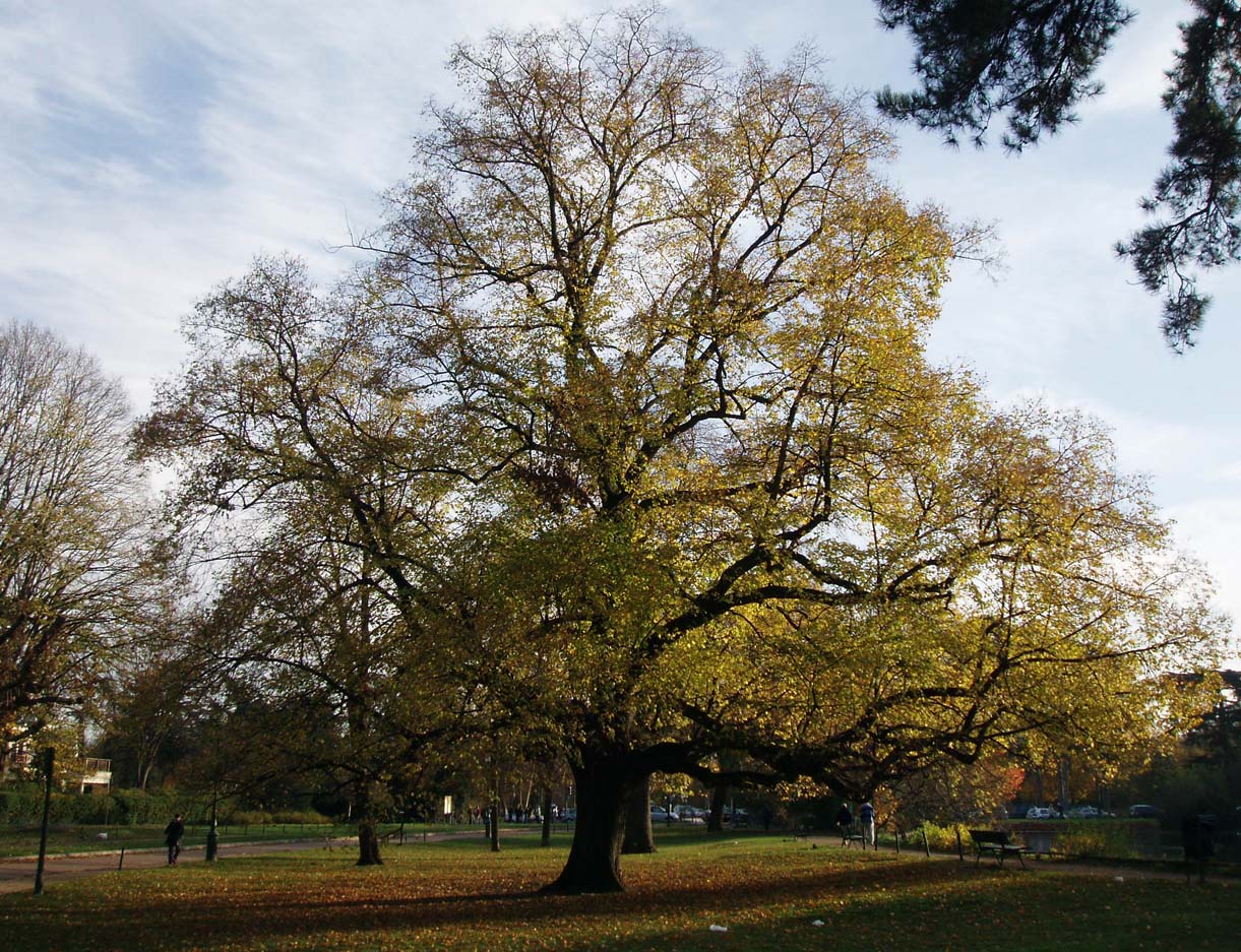 Tilleul Bois de Boulogne