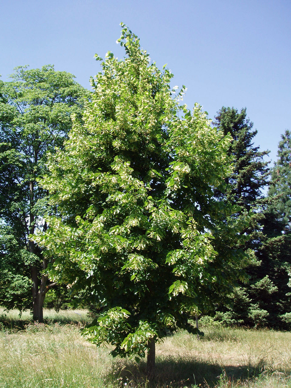 Tilleul américain Arboretum