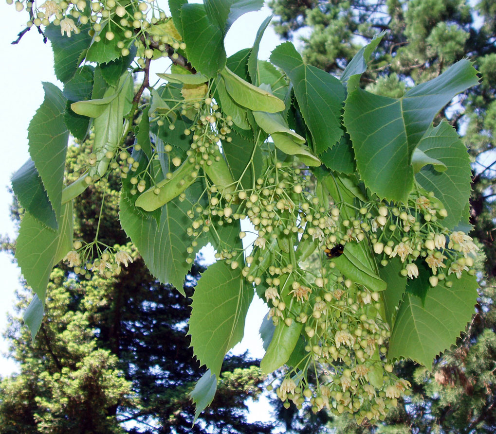 Tilleul américain (feuilles)