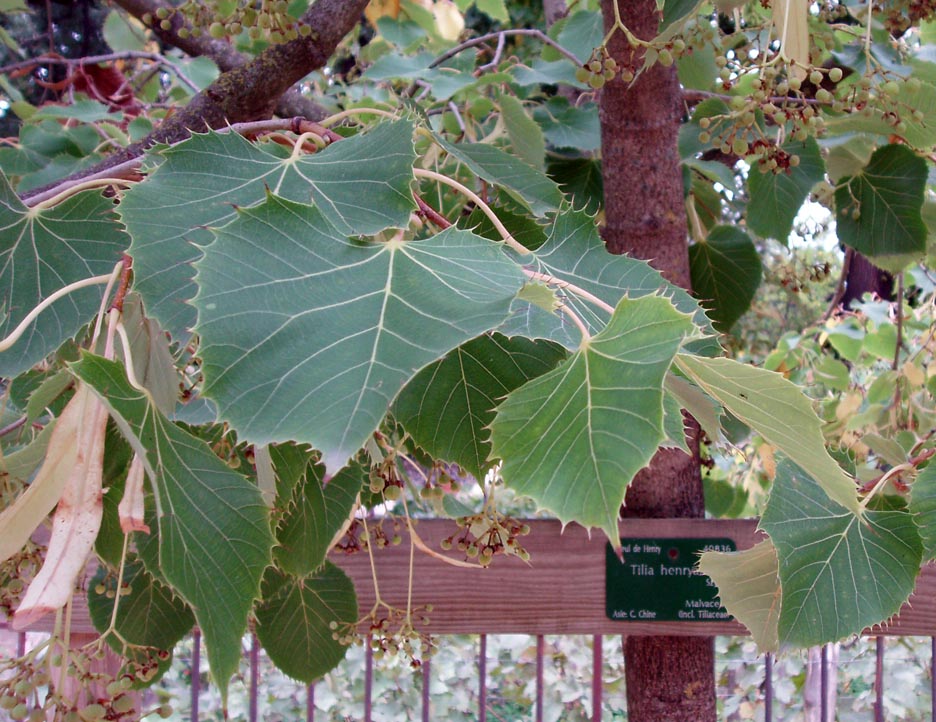 Tilleul de Henry (feuilles)