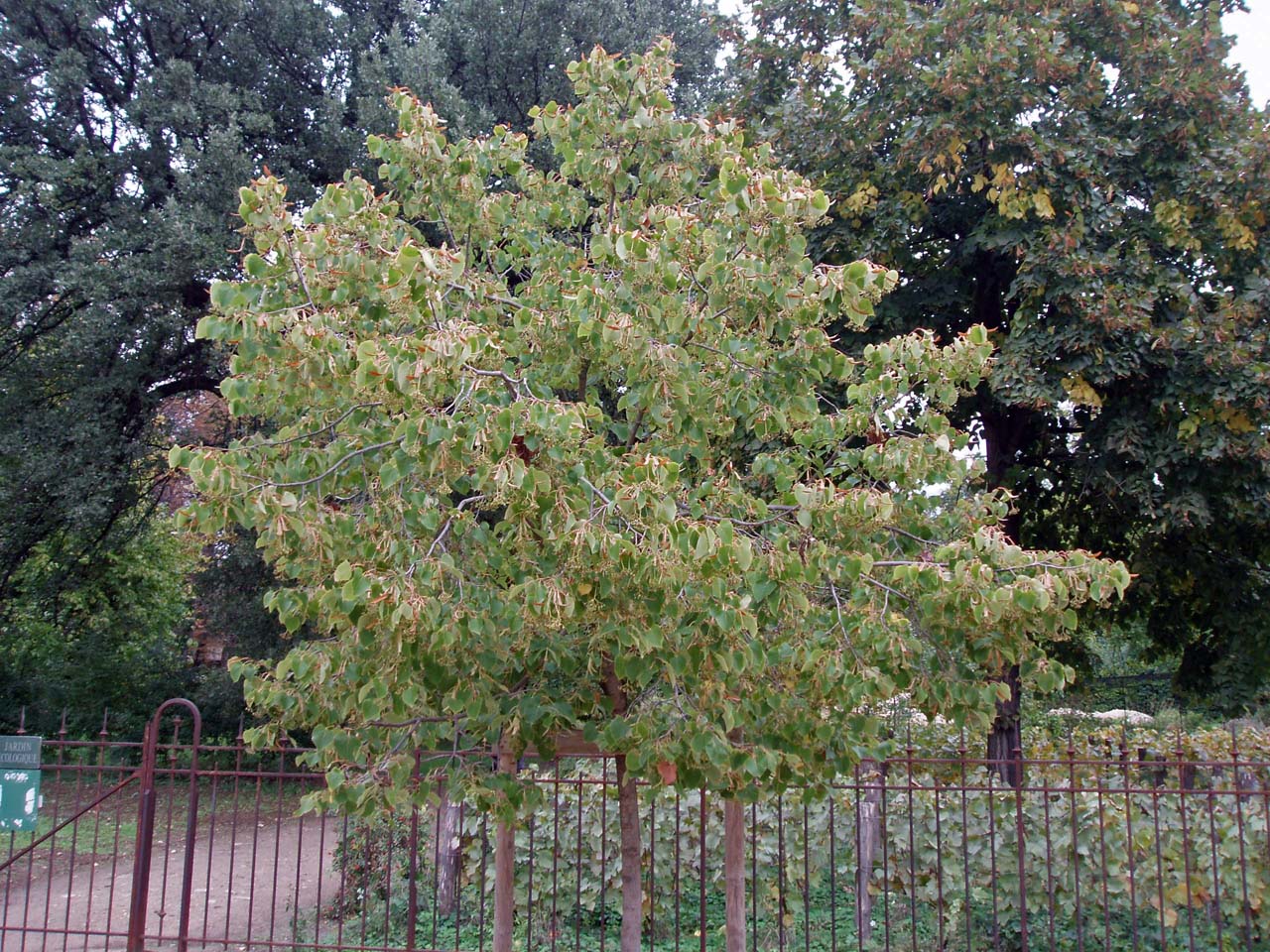 Tilleul de Henry Jardin des Plantes