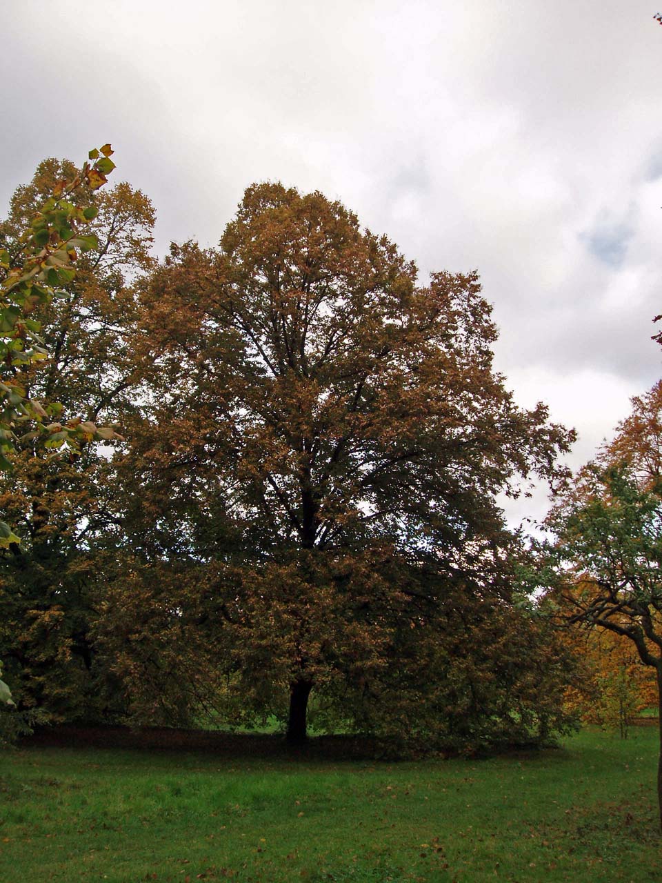 Tilleul de Hollande Arboretum