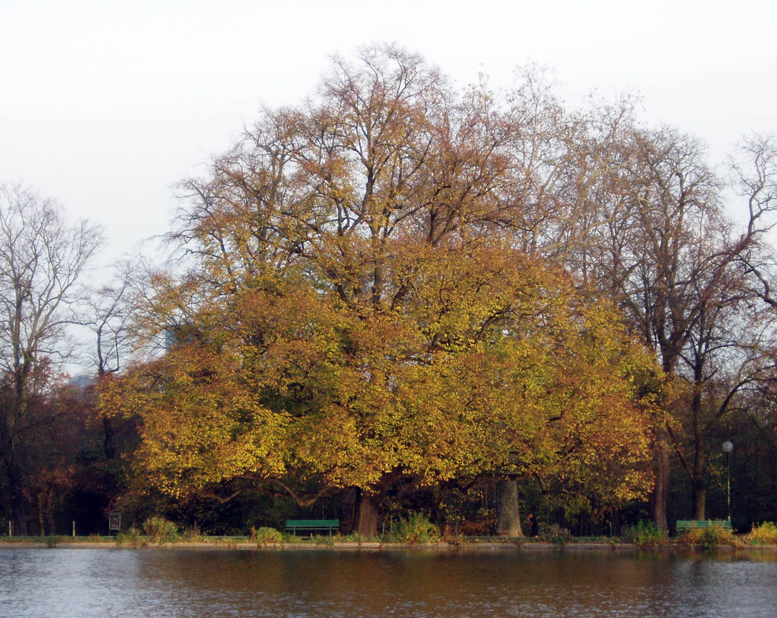 Tilleul Bois de Boulogne