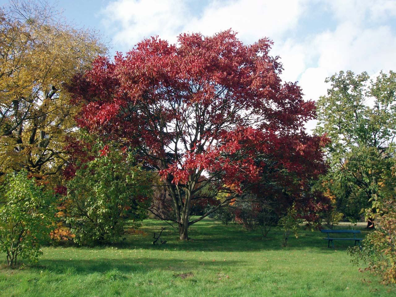 Vernis de Chine - Arboretum - Paris