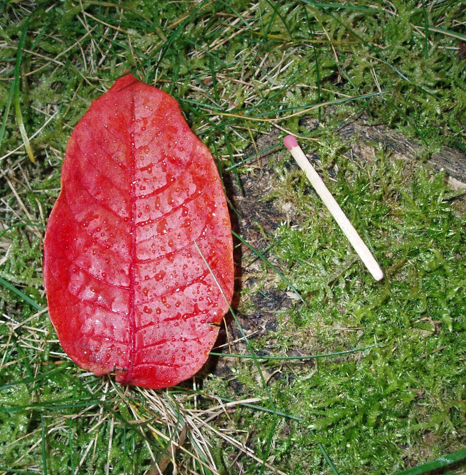 Vernis de Chine (feuille)