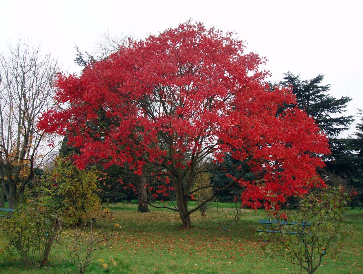 Vernis de Chine - Arboretum - Paris