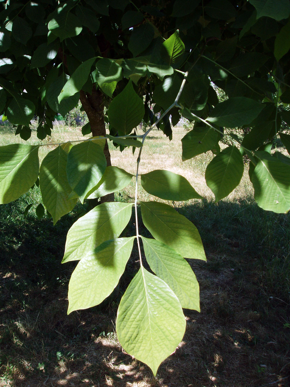 Virgilier (feuilles)