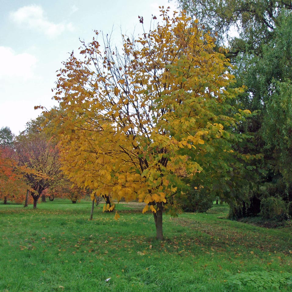 Virgilier jaune Arboretum