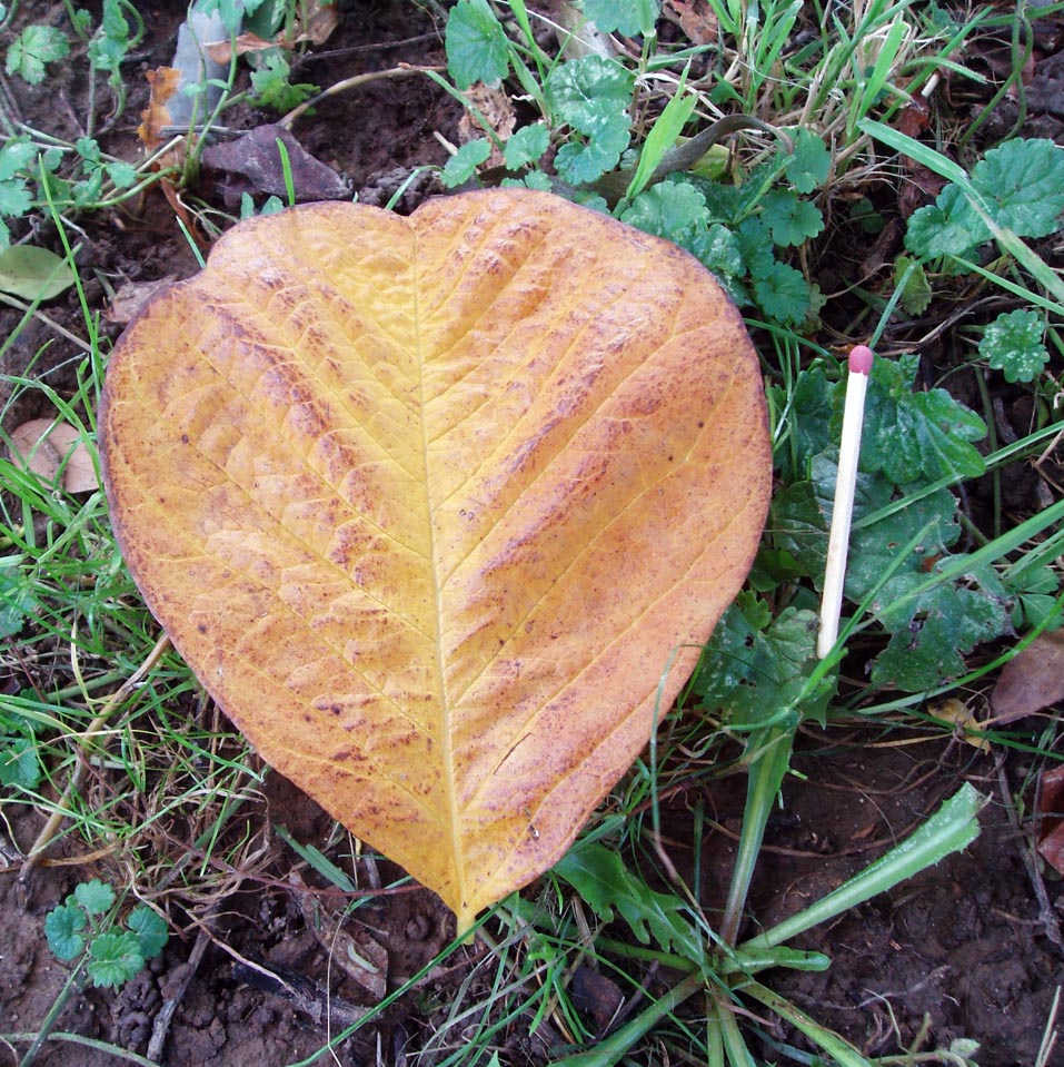 Virgilier (feuilles)