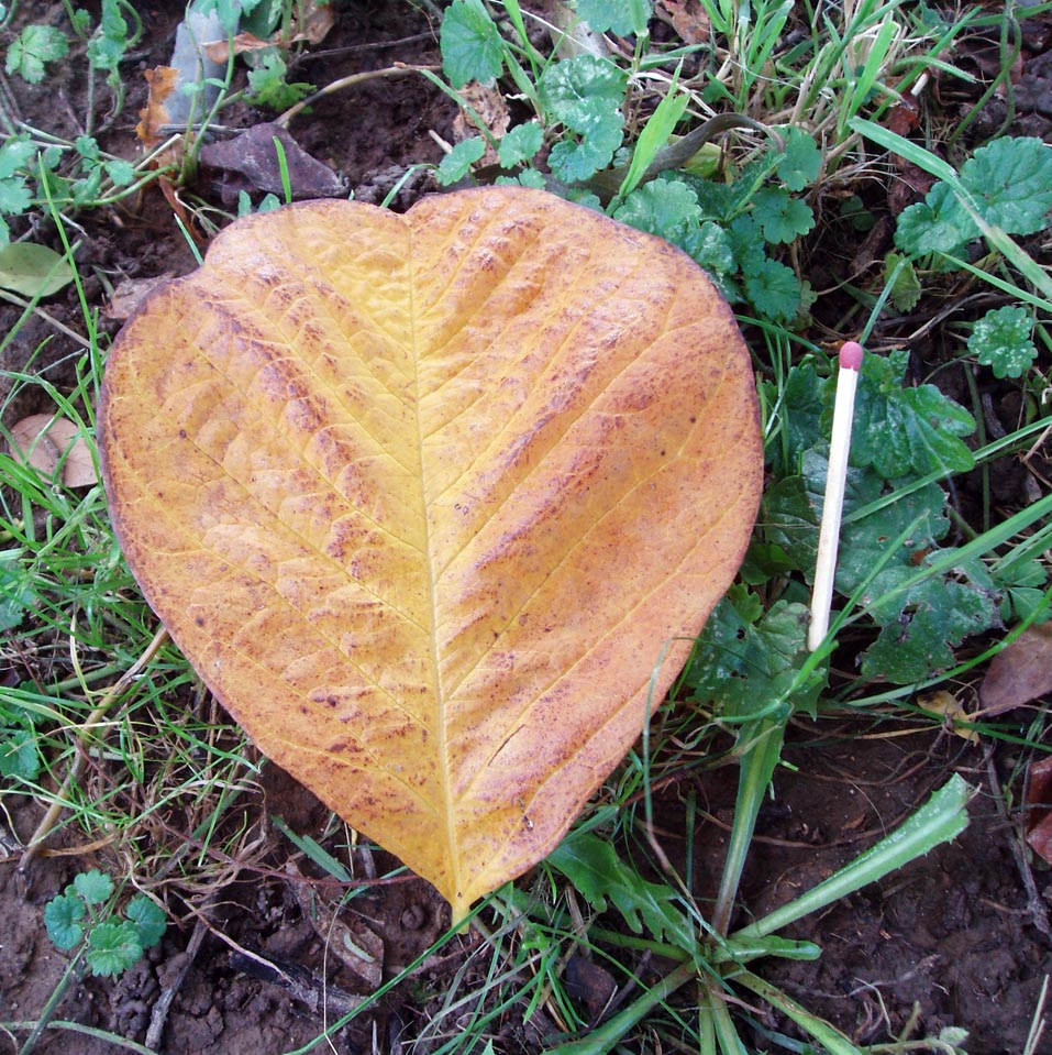 Virgilier (feuilles)