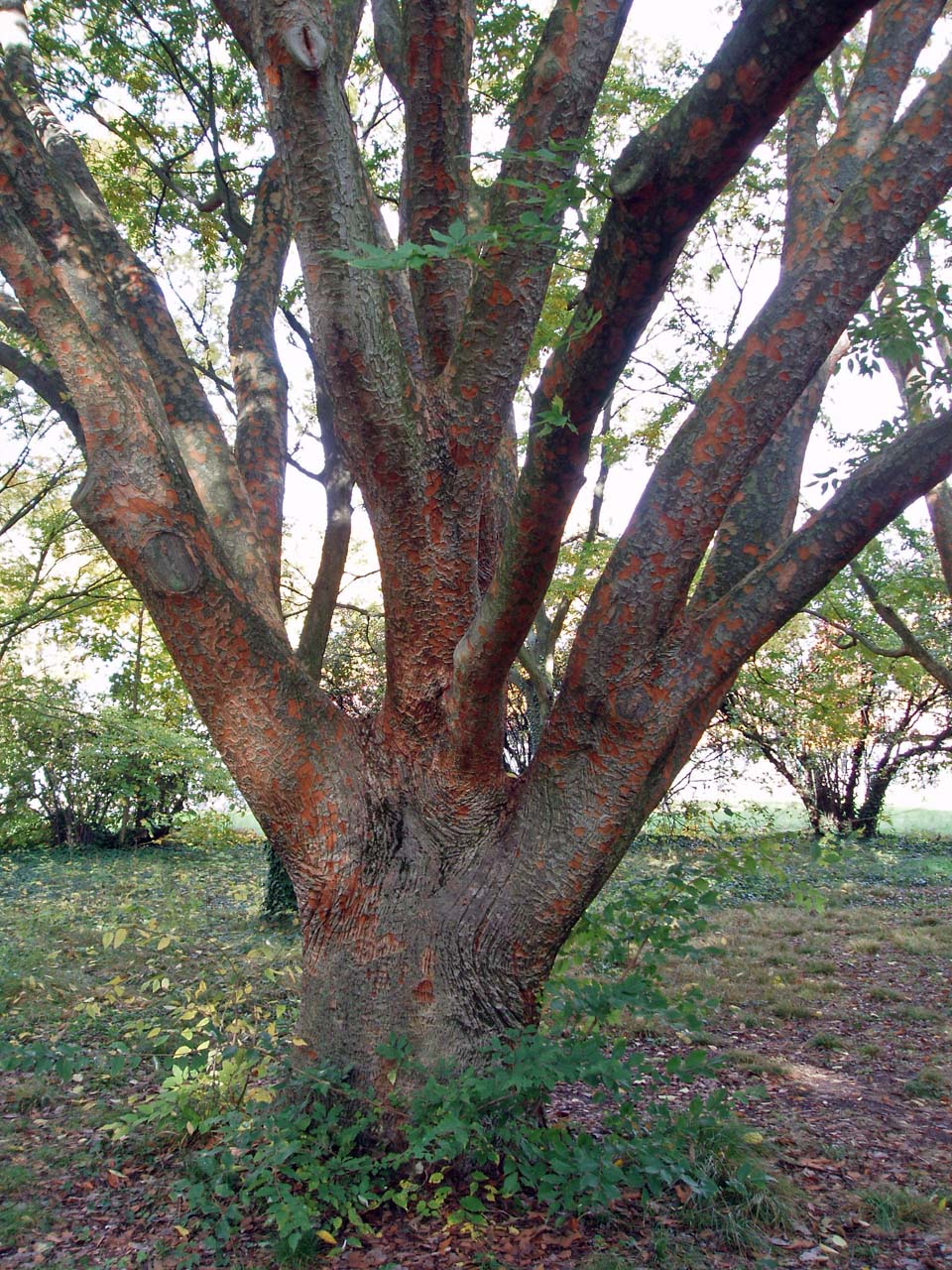 Zelkova Arboretum (tronc)