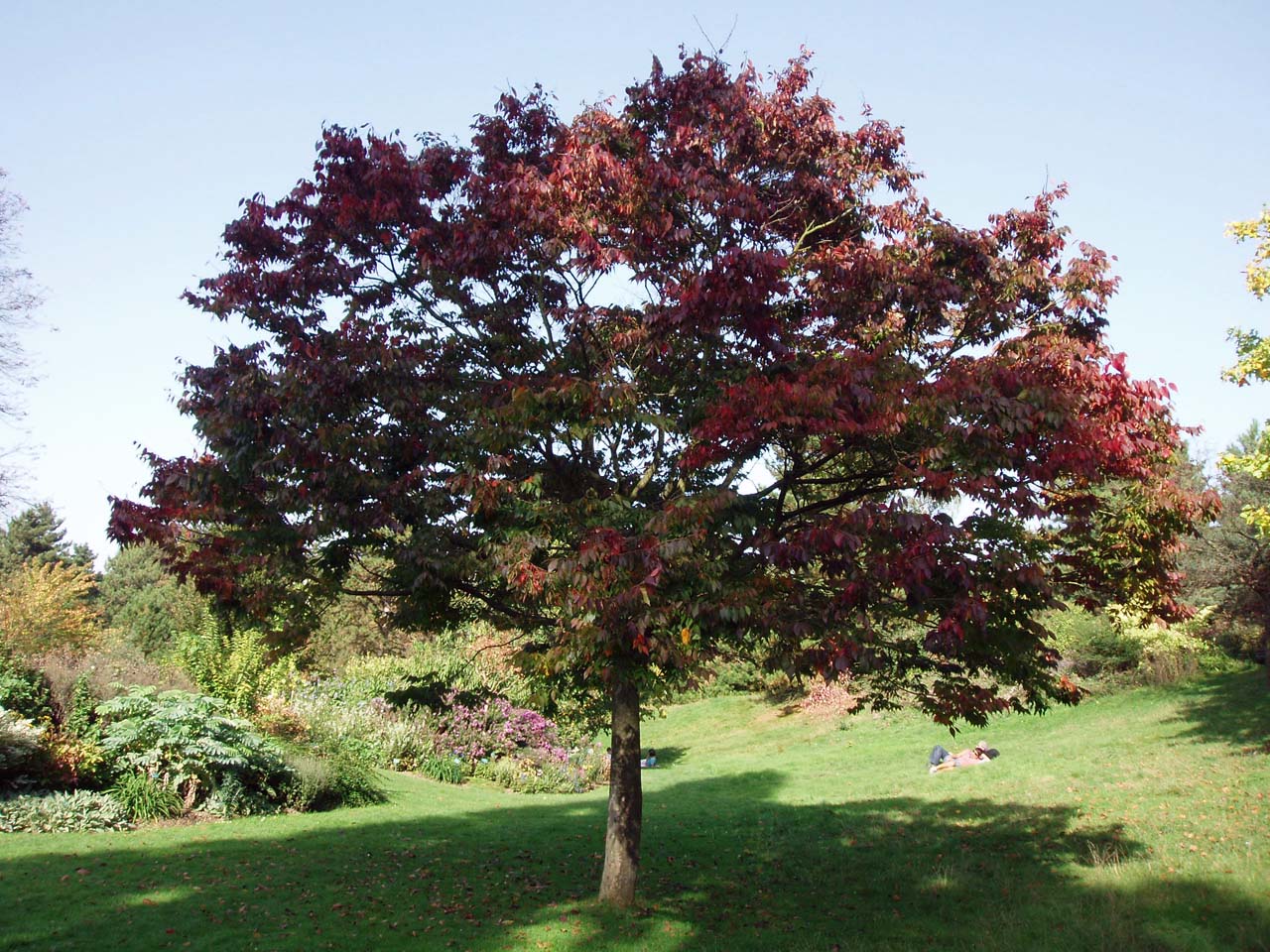 Zelkova Parc Floral