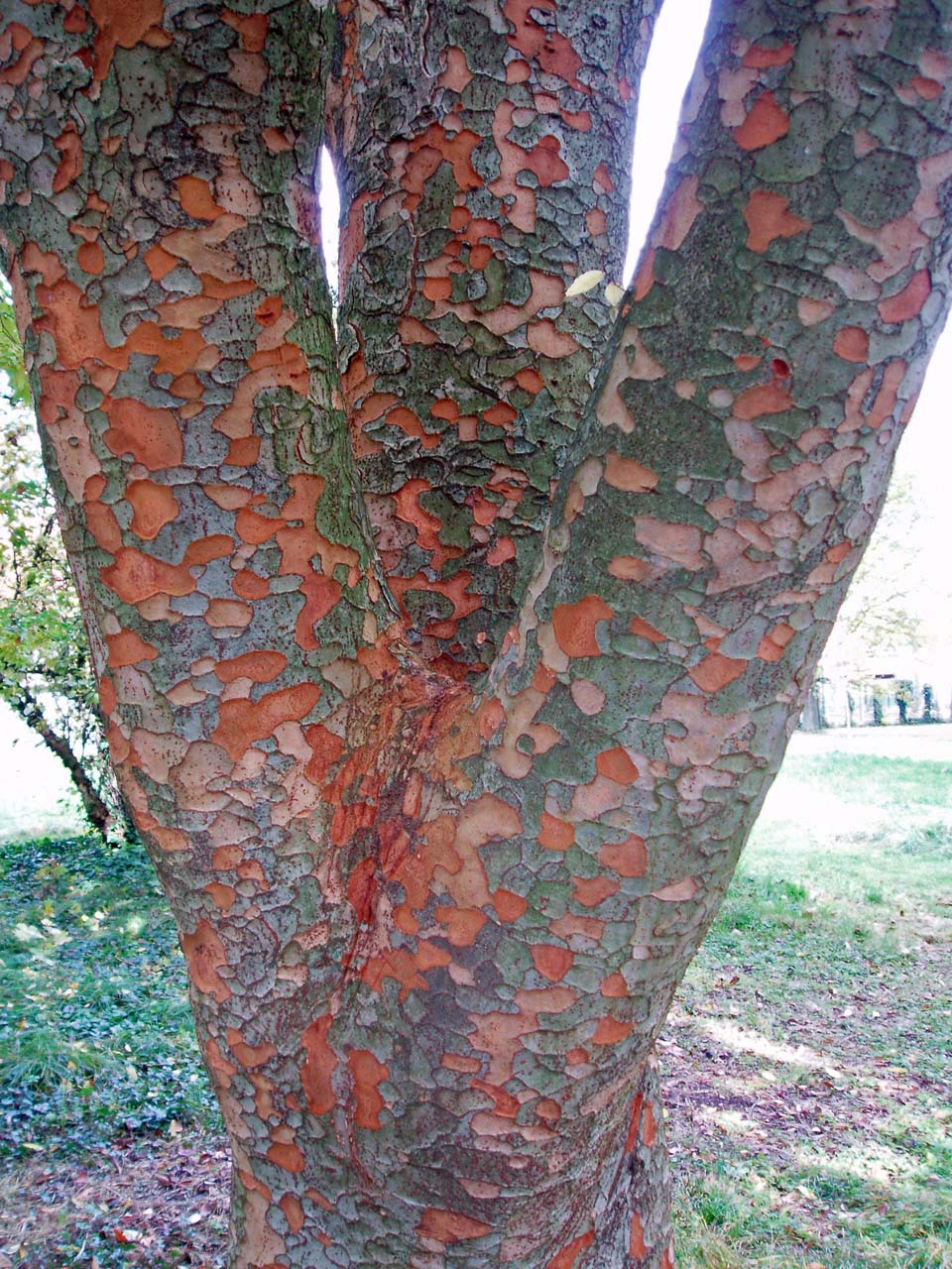 Zelkova Arboretum (tronc)