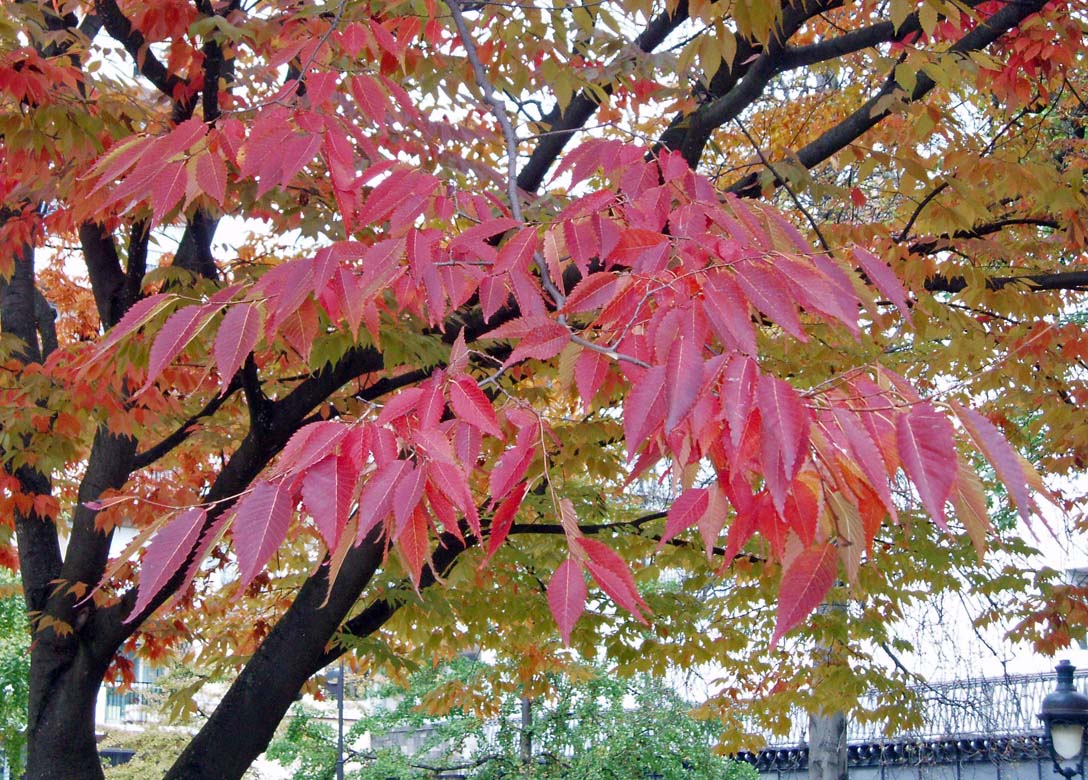 Zelkova Japon feuilles