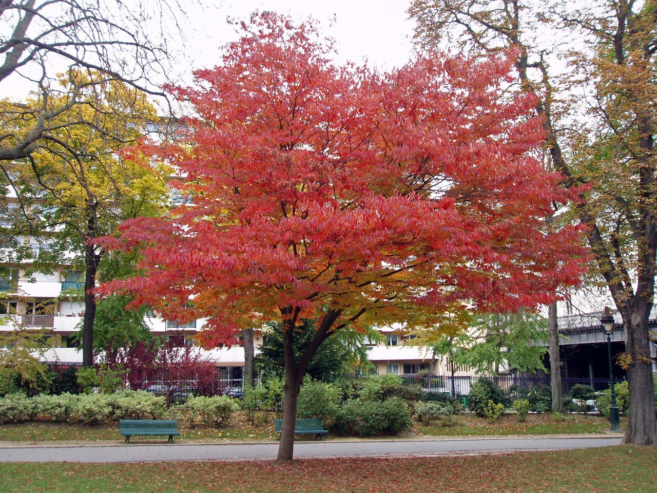 Zelkova Japon Montsouris