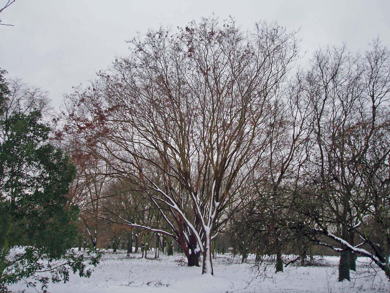 Zelkova, faux orme de Sibérie - Arboretum, Paris