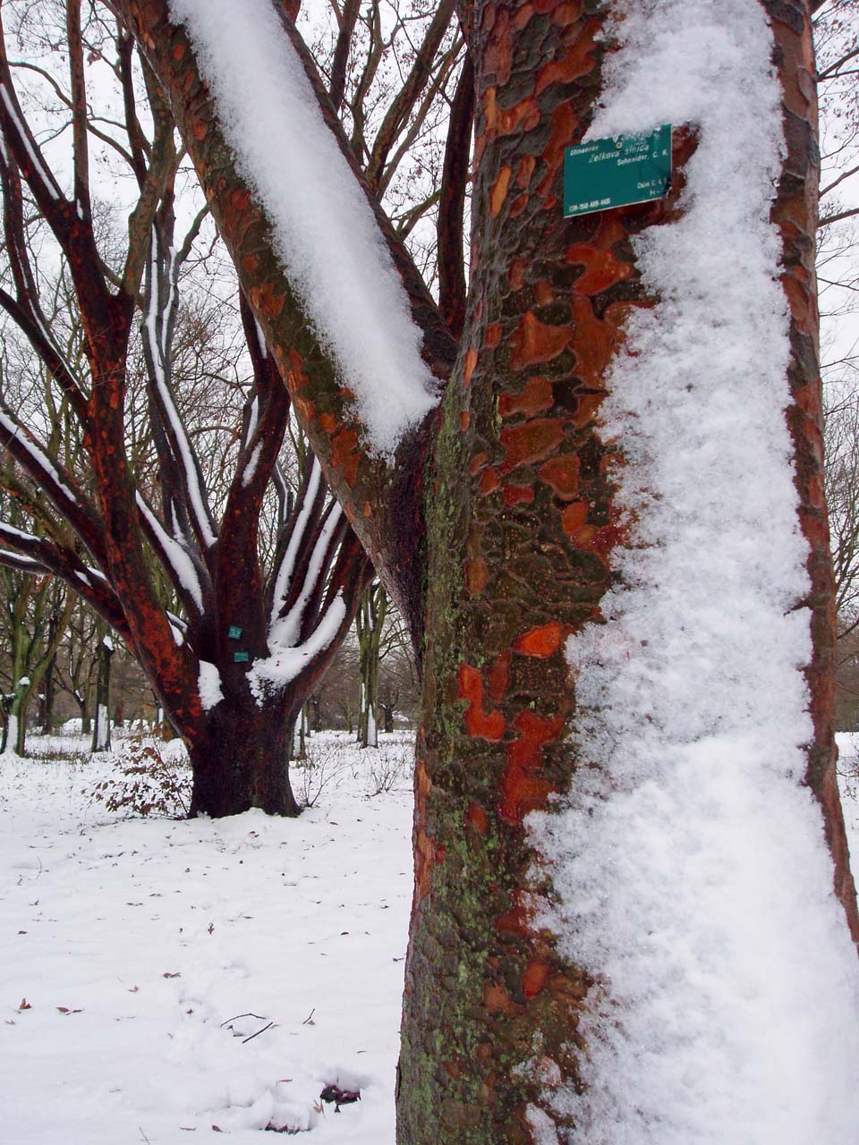 Zelkova Arboretum (tronc)