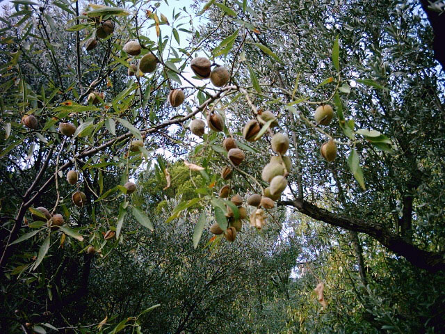 Amandier (feuilles)