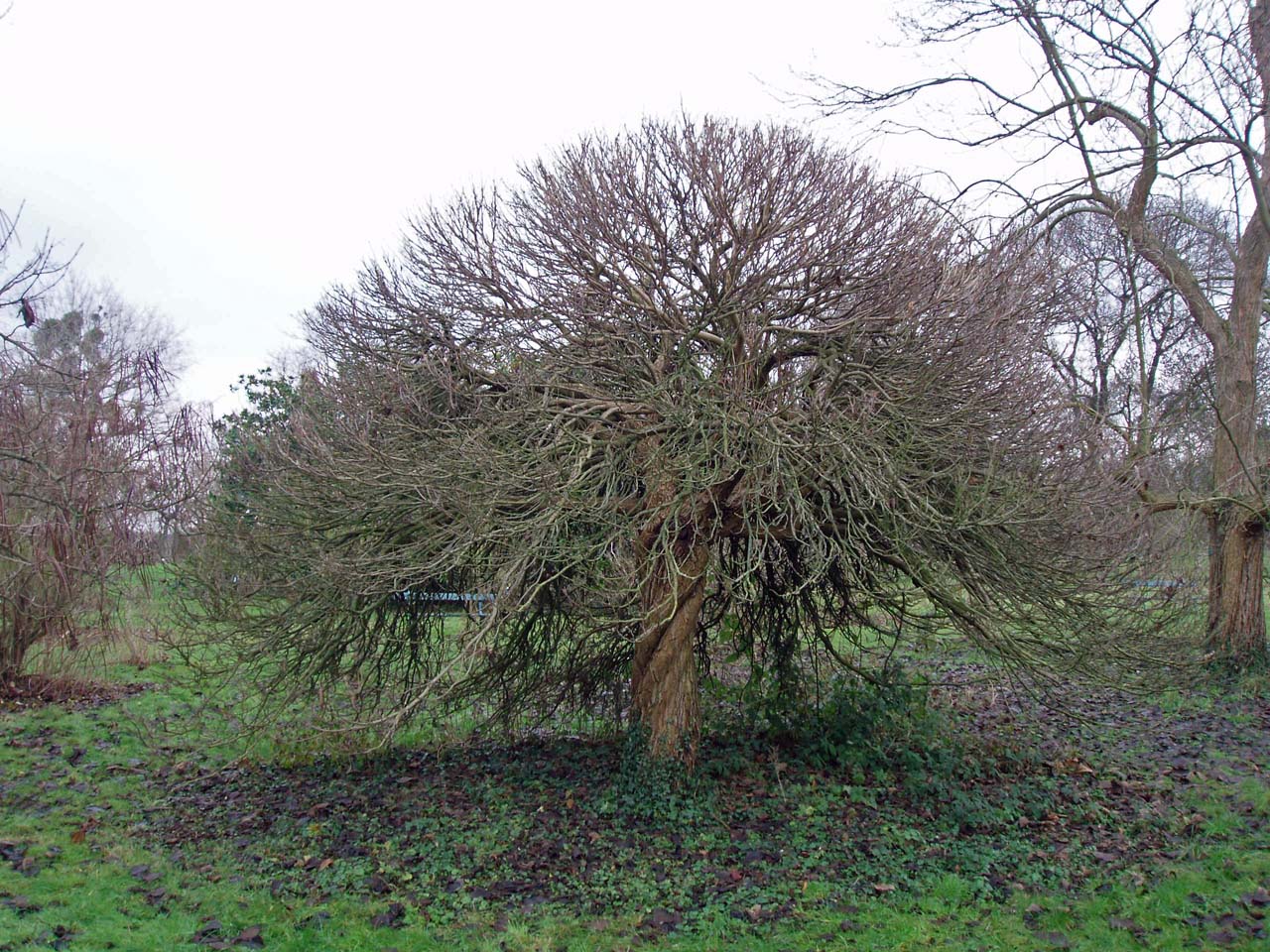 Catalpa Nana Arboretum